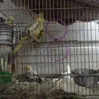 عروس هلندی|پرنده|قشم, |دیوار