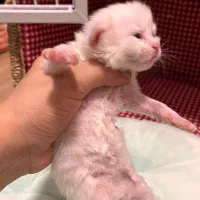 رزرو رزرو گربه بریتیش سفید