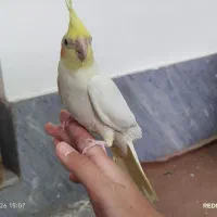 عروس‌هلندی