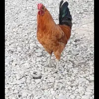 تخم مرغ محلی نطفه دار