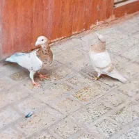 زرد و سرخ و جوجه فقط موندن باقی فروخته شد|پرنده|نیشابور, شهرک قدس|دیوار