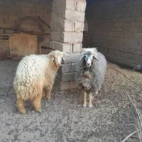 دوعددگوسفندنروماده .محل بازدید سوسنگرد|حیوانات مزرعه|اهواز, نادری|دیوار