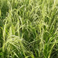 فروش زمین شالیزار برنج ۶۵۰۰ متر