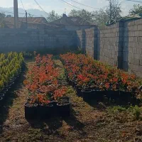 کامیس نوکدار و فوتونیا سطل ۱۰