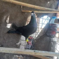 نر زاغ مست