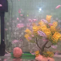 ماهی گوشتخوار