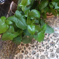 گل آپارتمانی