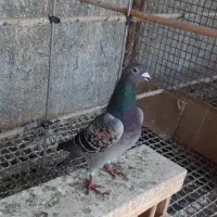 کبوتر گم شده نر پولکی یه شاپر سفید داره