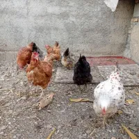 مرغ تخمگذار مرغ خانگی