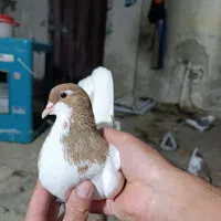 کبوتر دو جفت حیوان تر تمیز ساده