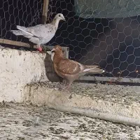 پرنده دوری دوری