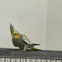 عروس هلندی سه ماهه