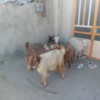 بز هلندی دو قلو زا