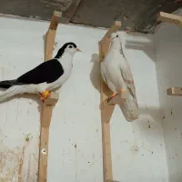 کفتر کبوتر رنگه|پرنده|مشهد, قائم|دیوار