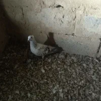 شامی|پرنده|هیرمند, |دیوار