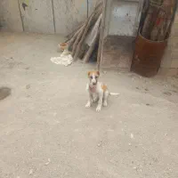 توله سگ سرابی نر دو ماهه سر و پنجه دار سرحال