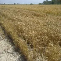 کاه پرس گندم