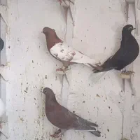 بله نر سوراخ
