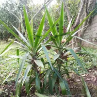 گل یوکا تعداد زیاد|گل و گیاه طبیعی|رشت, امین الضرب|دیوار