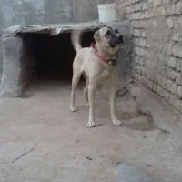 سگ سراب