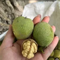 گردو