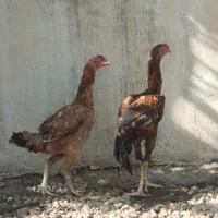 خروس لاری ۹ ماهه