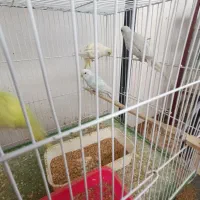 مرغ عشق|پرنده|بوشهر, |دیوار