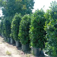 انواع گلهای باغ وباغچهویلاوبالکن|گل و گیاه طبیعی|تهران, ترمینال غرب|دیوار