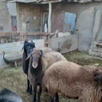 شیشک نر پرواری و بره پای پرواری سبک وزن|حیوانات مزرعه|فامنین, |دیوار