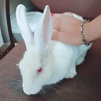 خرگوش ماده