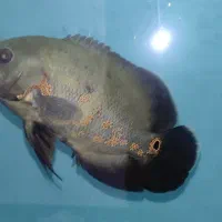 ماهی اسکار سلطنتی|ماهی|تبریز, |دیوار