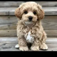 سگ خانگی|سگ|شهرکرد, |دیوار