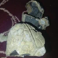 سنگ|کلکسیون اشیاء عتیقه|قوچان, |دیوار