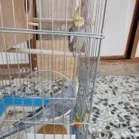 مرغ عروس هلندی|پرنده|خاش, |دیوار