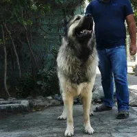 پنج تا سرابی خیلی بزرگ از نژاد قفقازی گران نخرید