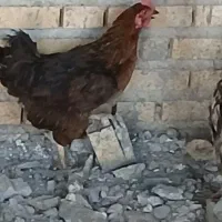 مورق تخم دار اصلی