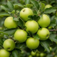 فقط خریداران امروز هدیه رایگان نهـال|خدمات باغبانی و درختکاری|سنندج, |دیوار