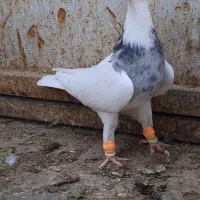 طوقی ماده|پرنده|کارون, |دیوار