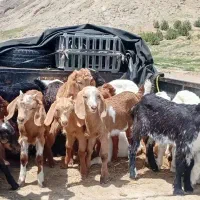 بزغاله‌شیری‌علف‌خور