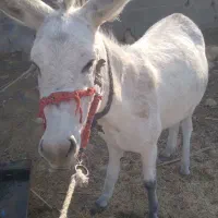 خر خوب. سالم بدون عیب و ایراد|حیوانات مزرعه|گله دار, |دیوار