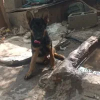 سگ ژرمن
