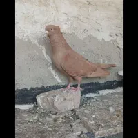 زردسرخ ا س ی ن م|پرنده|سقز, |دیوار