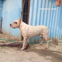 توله داگوارژانتینی اصیل جز بهترین خط خونی حال حاضر