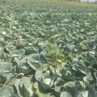 کلم برگ سفید وقرمز دامی وخوراکی