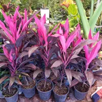 گل کاج|گل و گیاه طبیعی|قم, مهدیه|دیوار