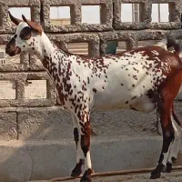 بز و نری صلاله