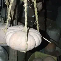 کدو کامل شیرین وارگانیک