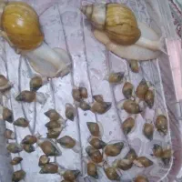 حلزون کلاژن ساز