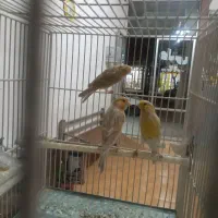 قناری اوپال