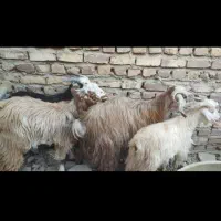 بره زابل وبره شیر|حیوانات مزرعه|زابل, |دیوار